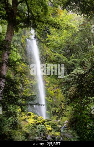 Whisky Falls, near Lake Rotoiti, Nelson Lakes National Park, South Island, New Zealand Stock Photo