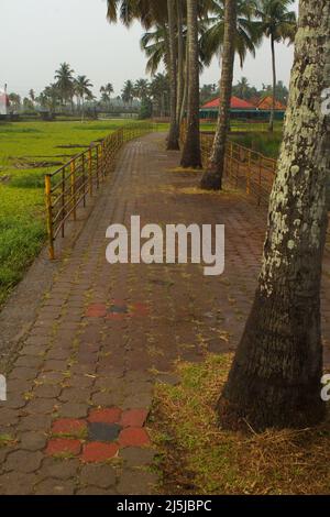 Tiled walkway with coconut trees at one side and river filled with aquatic plants on the other side Stock Photo