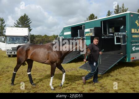 KUMARA, NEW ZEALAND, JANUARY 8, 2022; a trainer leads his racehorse onto the truck after the Gold Nuggets competition at the Kumara Race Track, Januar Stock Photo