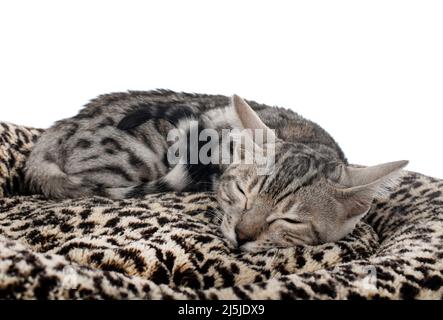 bengal cat in front of white background Stock Photo