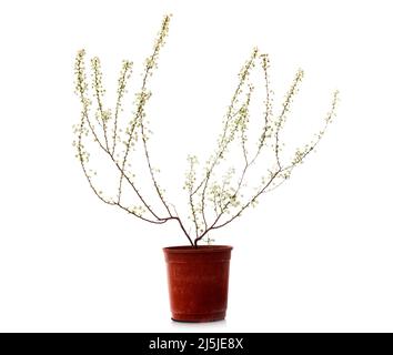 Spiraea prunifolia in front of white background Stock Photo