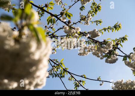 A cherry tree blossoming with white flowers in spring Stock Photo