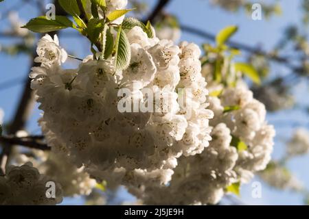 A cherry tree blossoming with white flowers in spring Stock Photo