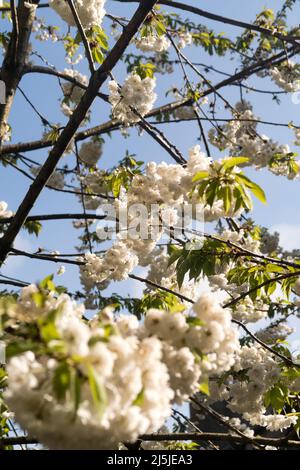 A cherry tree blossoming with white flowers in spring Stock Photo