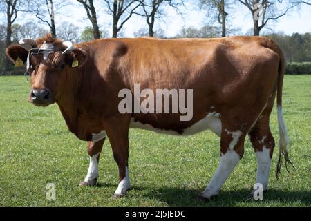 Red spotted cow with horns in a sunny green spring meadow in the Netherlands. Side view, the head with ear tags is looking at the camera Stock Photo