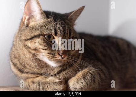European shorthair cat. Portrait of a domestic striped brown cat. Muzzle with mustache. Animal at home. Stock Photo
