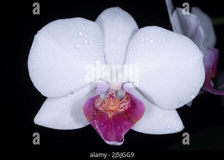 Orchid branch, floral background. Purple orchid flower phalaenopsis, falah. Stock Photo