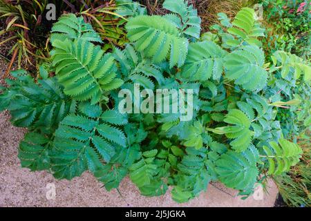 Melianthus major (honey flower) leaves covered with dew Stock Photo