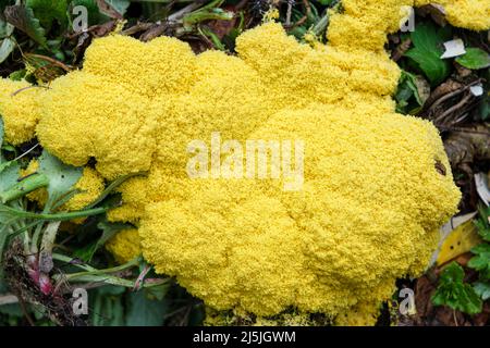 Dog's vomit slime mold (also known as scrambled egg slime or flowers of tan), Fuligo septica, growing on a compost heap Stock Photo