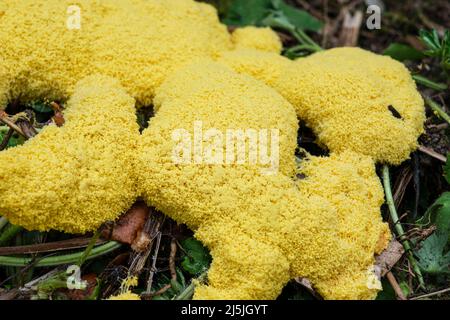 Dog's vomit slime mold (also known as scrambled egg slime or flowers of tan), Fuligo septica, growing on a compost heap Stock Photo