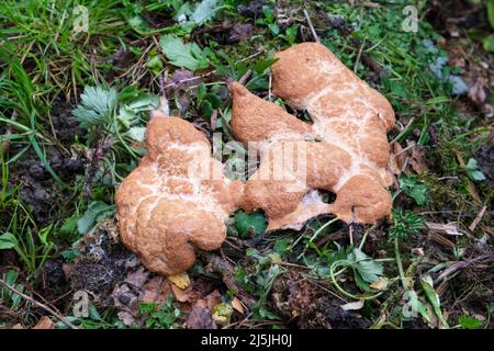 Dog's vomit slime mold (also known as scrambled egg slime or flowers of tan), Fuligo septica, growing on a compost heap Stock Photo