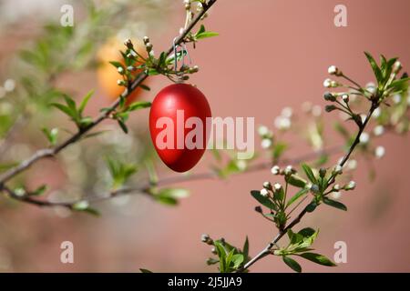 A red Easter egg is hanging on a branch of a blooming cherry tree. Easter spring background Stock Photo