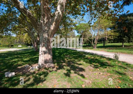 Plane trees (Platanus orientalis) in Villa Borghese Park, Rome, Italy Stock Photo