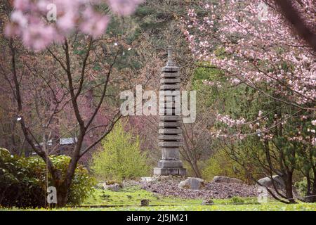 Stone 13-tiered pagoda in the Main Botanical Garden of the Russian Academy of Sciences. Japanese garden with pink flowers. spring nature. Picturesque