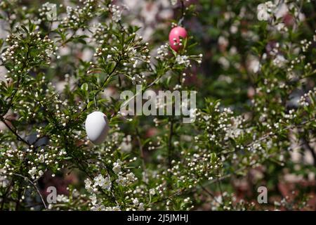 A white Easter egg. Decorative decoration for Easter on a branch of cherry blossoms in spring. Cherry tree flower buds Stock Photo