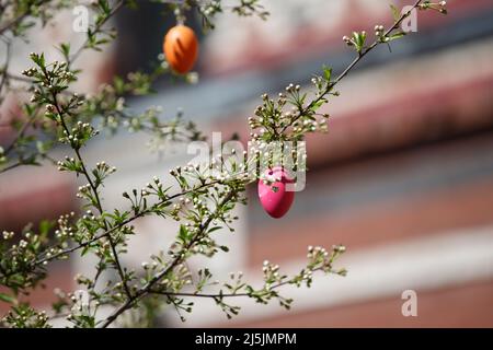 A pink Easter egg is hanging on a branch with cherry tree flower buds. Easter spring background Stock Photo