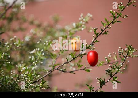 A red Easter egg is hanging on a branch with cherry tree flower buds. Easter spring background Stock Photo