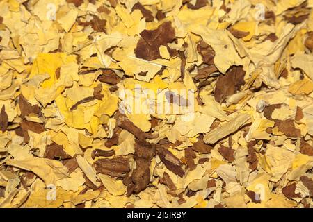 Virginia tobacco and Orient tobacco Stock Photo