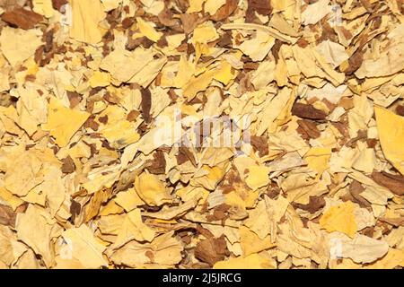 Virginia tobacco and Orient tobacco Stock Photo