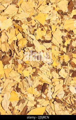 Virginia tobacco and Orient tobacco Stock Photo