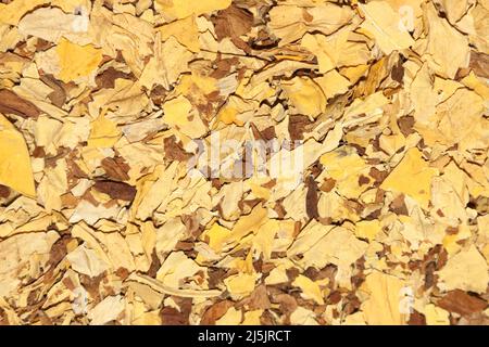 Virginia tobacco and Orient tobacco Stock Photo