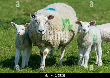 Mother sheep with twin lambs. Stock Photo