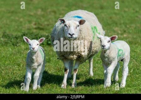 Mother sheep with twin lambs. Stock Photo