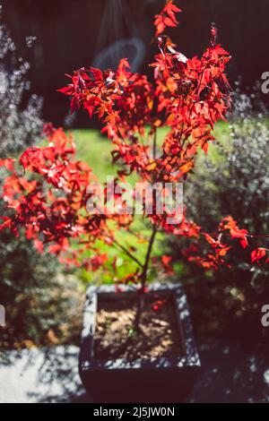 red Japanese maple and palm trees in idyllic sunny backyard with lots of tropical plants shot in Australia Stock Photo