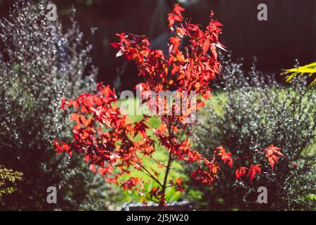 red Japanese maple and palm trees in idyllic sunny backyard with lots of tropical plants shot in Australia Stock Photo