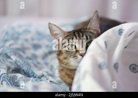 Close up of cute playful tabby cat hiding on the bed behind a blanket Stock Photo