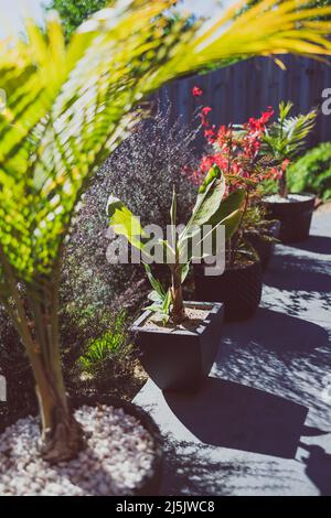 red Japanese maple and palm trees in idyllic sunny backyard with lots of tropical plants shot in Australia Stock Photo