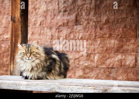 Cat sitting on a wooden table staring at the camera Stock Photo