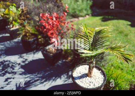 red Japanese maple and palm trees in idyllic sunny backyard with lots of tropical plants shot in Australia Stock Photo