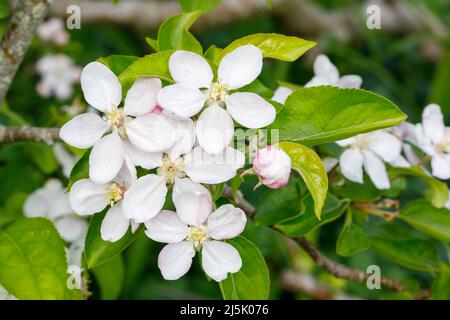 Apple blossom, Sussex, UK Stock Photo
