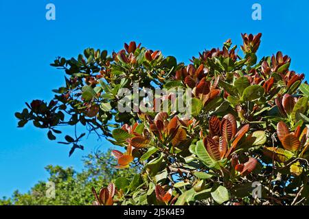 Branches of cashew tree (Anacardium occidentale) Stock Photo