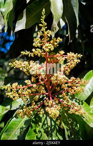 Mango tree flowers, Rio de Janeiro Stock Photo