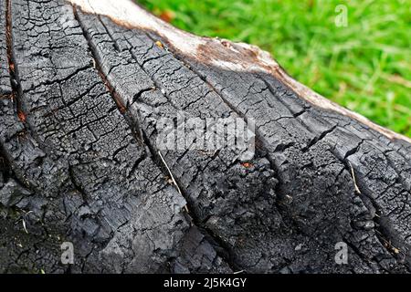Burnt tree trunk over grass Stock Photo
