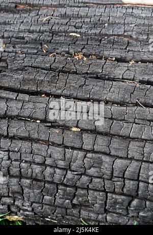 Burnt tree trunk texture background Stock Photo