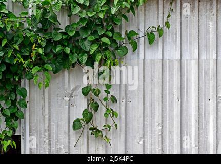 Climbing plant on metal surface Stock Photo