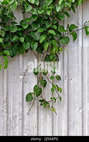 Climbing plant on metal surface Stock Photo
