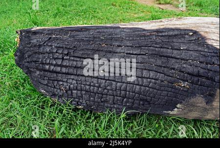 Burnt tree trunk over the grass Stock Photo