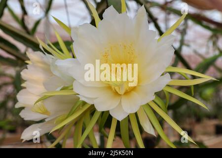 Dragon fruit or White fleshed Pitahaya blooms. Scientific name Hylocereus undatus. Stock Photo