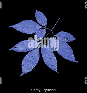 Blue leaf isolated on black background Stock Photo