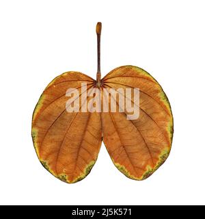 Dry bauhinia leaf isolated on white background Stock Photo