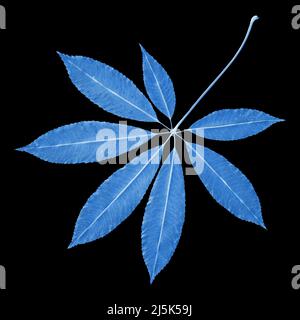 Blue leaf isolated on black background Stock Photo