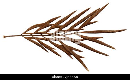 Natural dry leaf isolated on white background Stock Photo