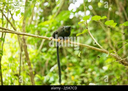 Red-handed tamarin, Saguinus midas, Danpaati Island, Upper Suriname River, Suriname Stock Photo