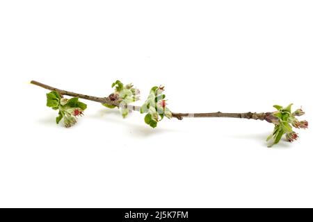 unopened flower , blossom of apple on a white background in studio. Stock Photo