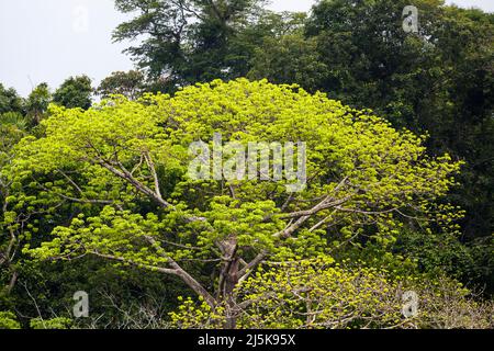 Big Cuipo tree, Cavanillesia platanifolia, with new light green leaves in Soberania national park, Republic of Panama, Central America. Stock Photo