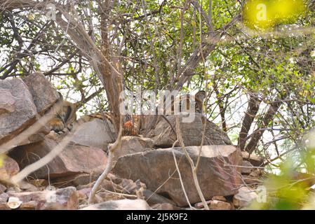Bengal Tiger at Ranthambhore National Park in Rajasthan Stock Photo